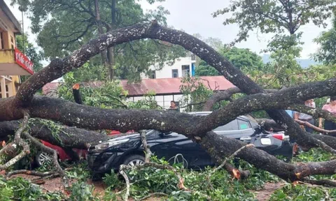 Mưa to, gãy cành xà cừ đè trúng 1 giáo viên, 4 ô tô bẹp rúm ở Thanh Hóa