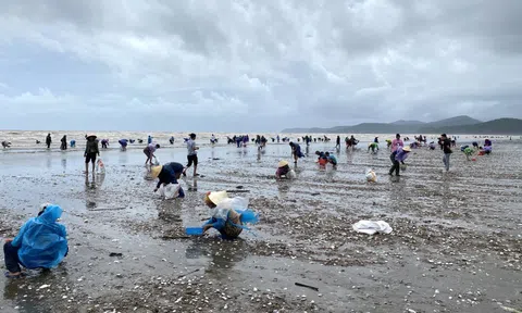 'Lộc biển' dạt trắng bờ, dân ra nhặt từng tải về ăn