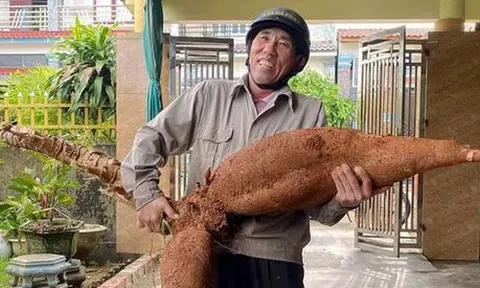 Lão nông Hà Tĩnh đào được củ sắn 'khủng' chưa từng có, dài hơn 1m, nặng 25kg