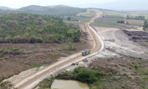 Người dân trồng hàng chục nghìn cây mai trên dự án cao tốc Khánh Hòa - Buôn Ma Thuột