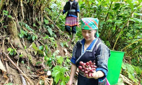 Trồng thảo quả dưới tán rừng, đồng bào Mông ở Mù Cang Chải thoát nghèo