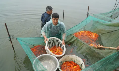 Tấp nập những mẻ lưới cá chép đỏ thu về hàng trăm triệu đồng ở Thanh Hóa