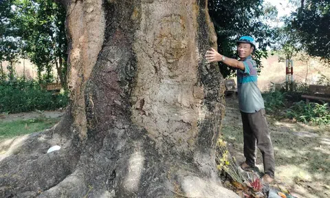 Về Bạc Liêu nghe chuyện cây xoài 340 tuổi và truyền thuyết ‘thần hổ’ 3 chân