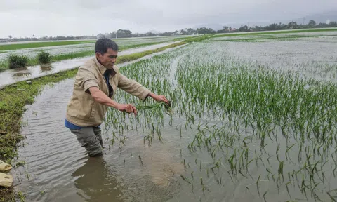 Trận lụt trái mùa ở Phú Yên làm gần 4.300ha lúa và hoa màu ngập nặng