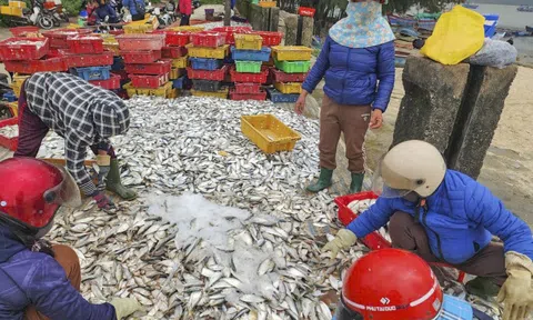 Hai ngày ra khơi, ngư dân Hà Tĩnh trúng đậm hải sản, thu nhập hàng chục triệu đồng