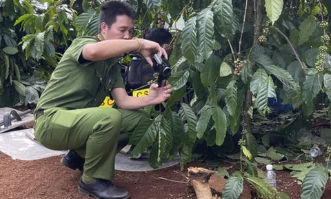 Doanh nghiệp cà phê 'khoán trắng', 'khoán khôn' sai phạm gì?