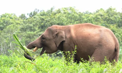 Đến ngày hội không cưỡi voi, chỉ ngắm voi