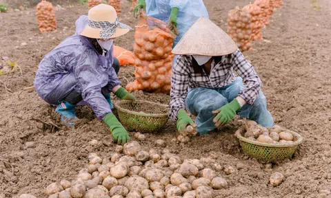 Người nâng tầm cho khoai tây Việt