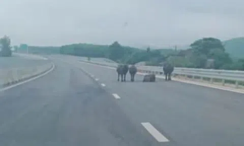Tài xế lo lắng vì cao tốc qua Hà Tĩnh xuất hiện gia súc và người đi xe máy