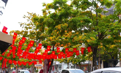 Loài hoa vàng rực, chỉ nở ít ngày gây xao xuyến