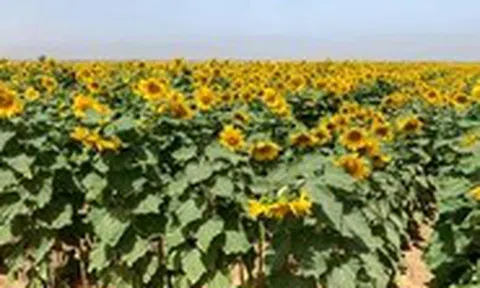 Dùng dầu ăn nào để chiên rán, dầu nào trộn salad thì tốt cho sức khỏe?