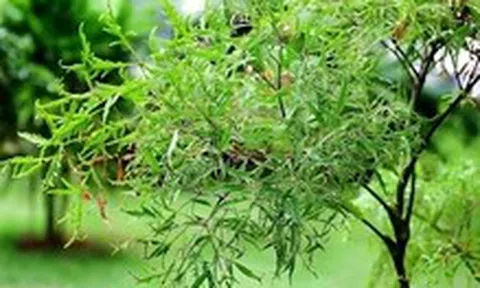 Lá đinh lăng được coi là 'sâm của người nghèo', vì sao?