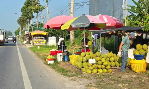 Sầu riêng ‘rẻ như bèo’ bán đầy đường