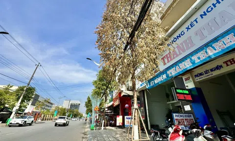 Cây xanh trên phố chết bất thường ở Quảng Ngãi