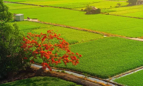 Cây phượng 'cô đơn' giữa ruộng rau muống tại TPHCM lại gây sốt mạng xã hội