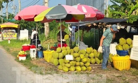 Cám cảnh 'trái cây vua': Tiểu thương thờ ơ, người trồng mỏi mòn chờ khách