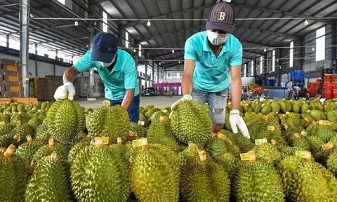 Sự thật việc sầu riêng Việt Nam mất ‘ngôi vương’