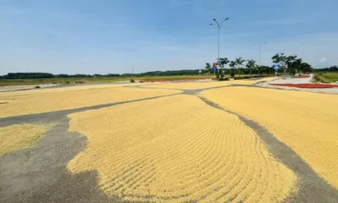 Làm đường tiền tỷ chỉ để… phơi lúa?