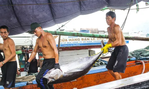 Bình Định quyết liệt chống khai thác IUU để cùng cả nước gỡ 'Thẻ vàng'