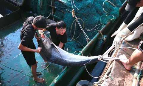 Ngư dân Nghệ An trúng đậm mẻ cá thu, cá kìm trị giá 700 triệu đồng