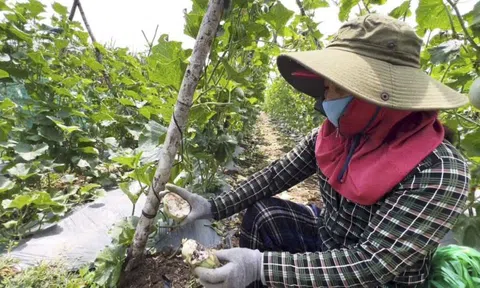 Đàn khỉ hoang quậy phá khiến người dân Quảng Ngãi mất ăn mất ngủ
