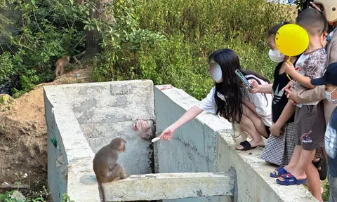 Tái diễn tình trạng người dân vô tư cho khỉ ăn ở Sơn Trà