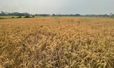 Vụ lúa chết gần cao tốc Cần Thơ - Cà Mau: Rửa mặn bằng nước mưa trước khi xuống giống vụ mới