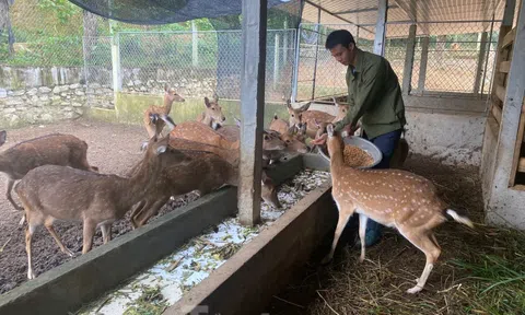 Mô hình nuôi hươu mỗi năm thu tiền tỉ của Bí thư Đoàn ở Hà Tĩnh