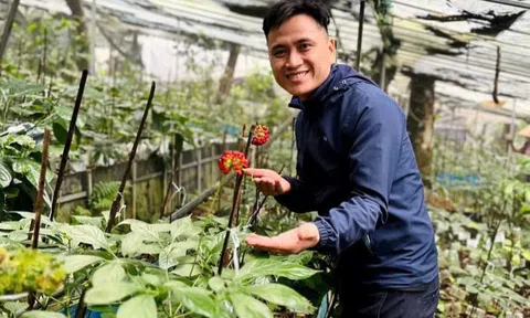 Kỹ sư bỏ công trường về vùng núi giúp bà con phát triển nguồn dược liệu