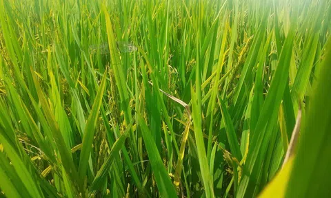 Lúa trổ bông nhưng không kết hạt ở Thanh Hóa
