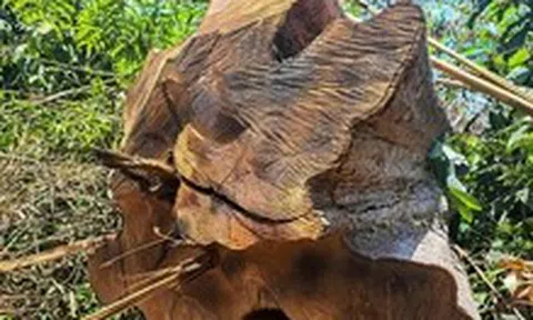 Tạm dừng xem xét khen thưởng tổng giám đốc Công ty Cao su Sa Thầy liên quan vụ phá rừng