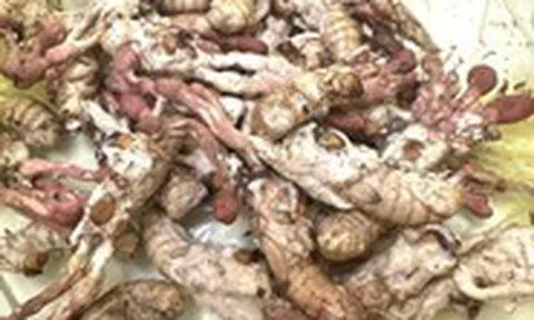 Ăn nấm mọc trên nhộng ve sầu vì nghĩ là đông trùng hạ thảo, bị ngộ độc nguy kịch