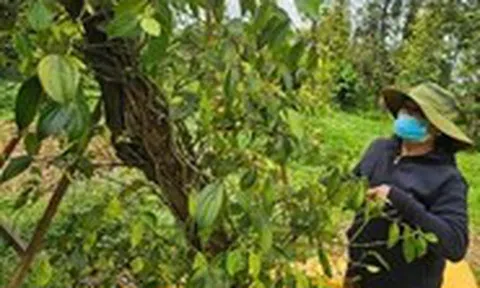 Giá tiêu xuất khẩu tăng mạnh, thị trường trong nước vẫn dè dặt