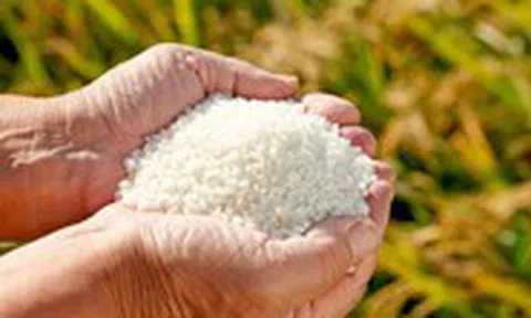 Giá trị dinh dưỡng của các loại gạo thế nào, chọn loại nào là tốt cho sức khỏe?