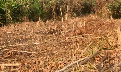 Quảng Bình: Chính quyền xã 'ngó lơ', mặc dân phá rừng tự nhiên để trồng keo