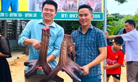 Cặp nhung nai hiếm có nặng gần 12kg hình mào gà vừa được 'chốt đơn'