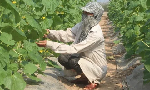 Hà Nội: Cho phép xây dựng công trình trên đất nông nghiệp để phục vụ sản xuất