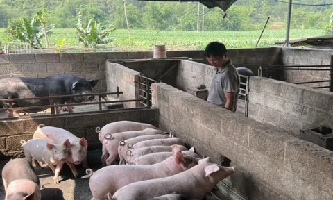 Thành phố Cao Bằng tiêu hủy gần 3 tấn lợn mắc dịch tả lợn châu Phi