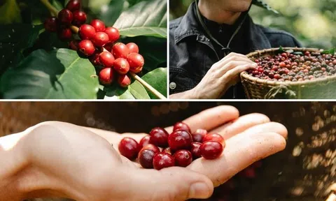 Cà phê Robusta Việt Nam đang bị đe dọa