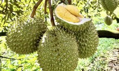 Phó thủ tướng yêu cầu xử lý thông tin liên quan đến trái sầu riêng
