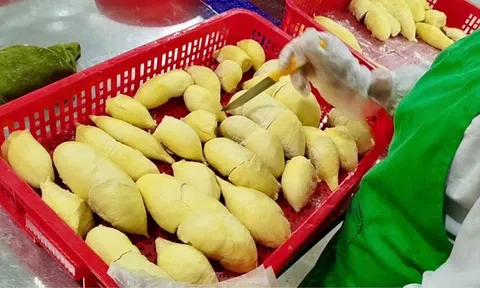 'Báo động đỏ' sầu riêng Việt Nam