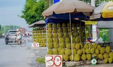 Sầu riêng miền Tây bán lề đường chỉ 30.000 đồng/kg