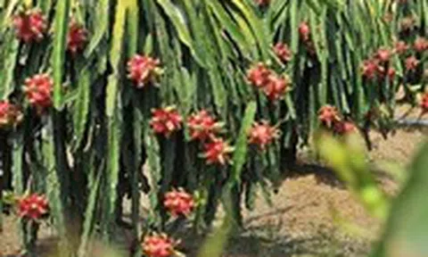 Bắt đầu đợt cao điểm kiểm tra chống hàng giả, hàng độc hại... thuộc mảng nông nghiệp