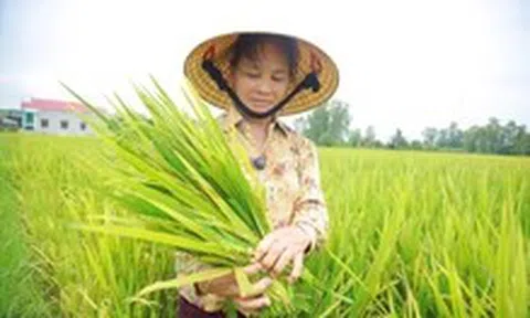 Hàng ngàn héc ta lúa ở Nghệ An lép hạt: 10 giống lúa ngoài cơ cấu