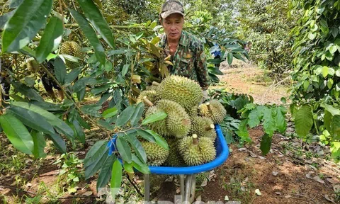 Sầu riêng Việt Nam đón tin vui