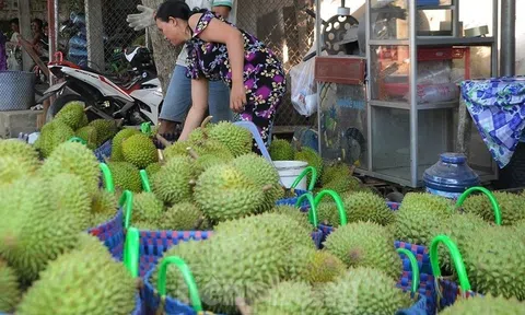 Giá lao dốc, xuất khẩu bất thành, người trồng sầu riêng vỡ mộng?