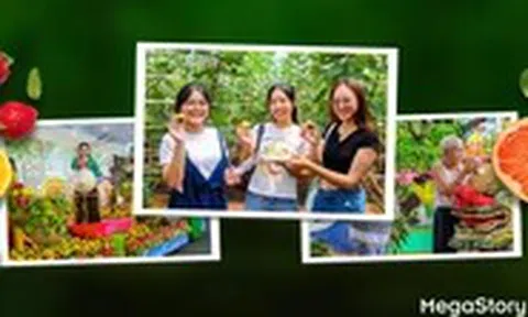 Lễ hội trái cây Nam Bộ 2025: từ mùa vụ đến văn hóa