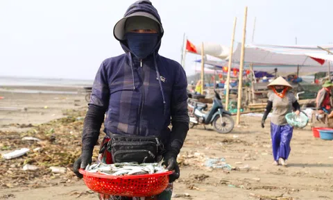 Mỏi tay gỡ cá tươi mỗi sáng, ngư dân Nghệ An thu nhập tiền triệu