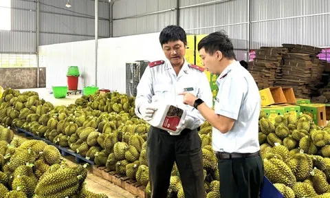 Sầu riêng nhiễm chất cấm: ‘Nếu đất không sạch, trái cũng khó lành’