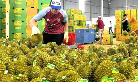 Thủ tướng chỉ đạo 'nóng' về xuất khẩu sầu riêng, giao công an điều tra việc gian lận